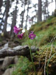 Primula miyabeana