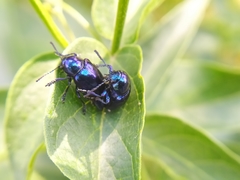 Chrysochus asclepiadeus