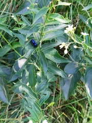 Chrysochus asclepiadeus