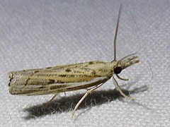 Fissicrambus quadrinotellus