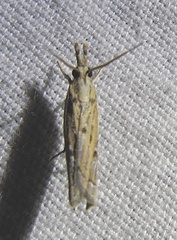 Fissicrambus quadrinotellus