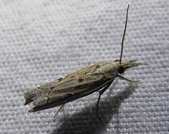 Fissicrambus quadrinotellus