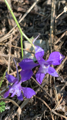 Delphinium consolida