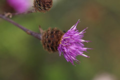 Centaurea decipiens