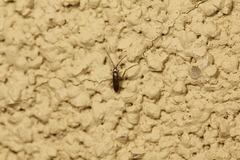 Tomocerus minor