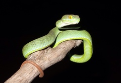 Trimeresurus macrops