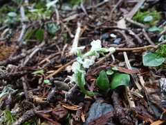 Platanthera brevicalcarata