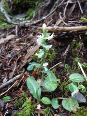 Platanthera brevicalcarata