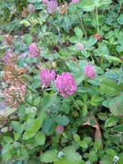 Trifolium pratense