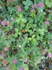 Trifolium pratense