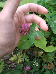Trifolium pratense