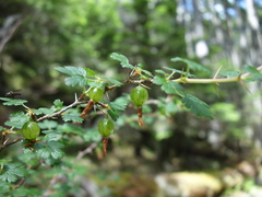 Ribes formosanum