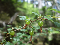 Ribes formosanum