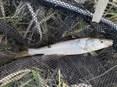 Ptychocheilus oregonensis