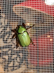 Chrysina lecontei