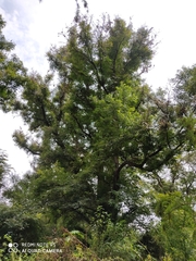 Juglans mexicana