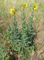 Silphium gracile