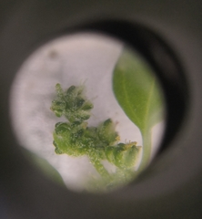 Atriplex longipes praecox