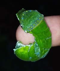 Papilio polytes