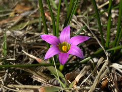Romulea rosea australis