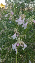 Apis mellifera