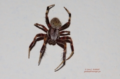 Pararaneus