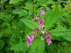 Impatiens sulcata