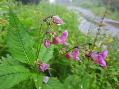 Impatiens sulcata