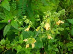 Salvia campanulata