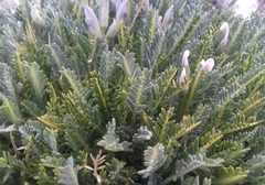 Astragalus angustifolius