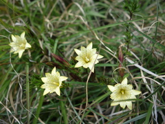 Gentiana itzershanensis