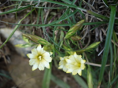Gentiana itzershanensis