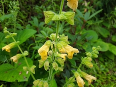 Salvia campanulata