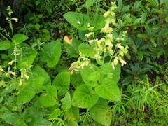 Salvia campanulata