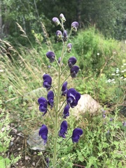 Aconitum baicalense