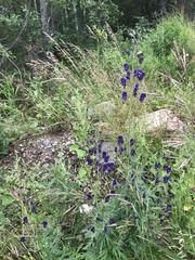 Aconitum baicalense