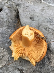Lactarius porniniae