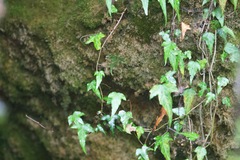 Hedera nepalensis