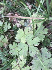 Anemonastrum baicalense