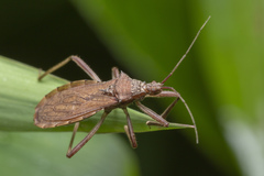 Lisarda rhypara
