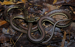 Dendrelaphis chairecacos