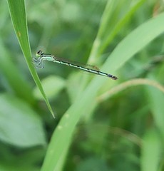 Agriocnemis keralensis