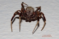 Pararaneus