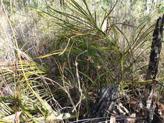 Macrozamia pauli-guilielmi