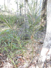 Macrozamia pauli-guilielmi