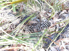 Macrozamia pauli-guilielmi
