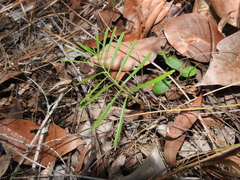 Macrozamia pauli-guilielmi