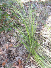 Macrozamia pauli-guilielmi