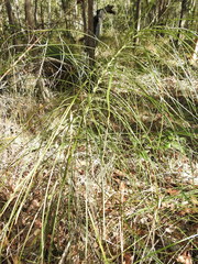 Macrozamia pauli-guilielmi