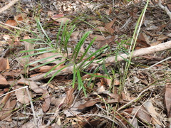 Macrozamia pauli-guilielmi